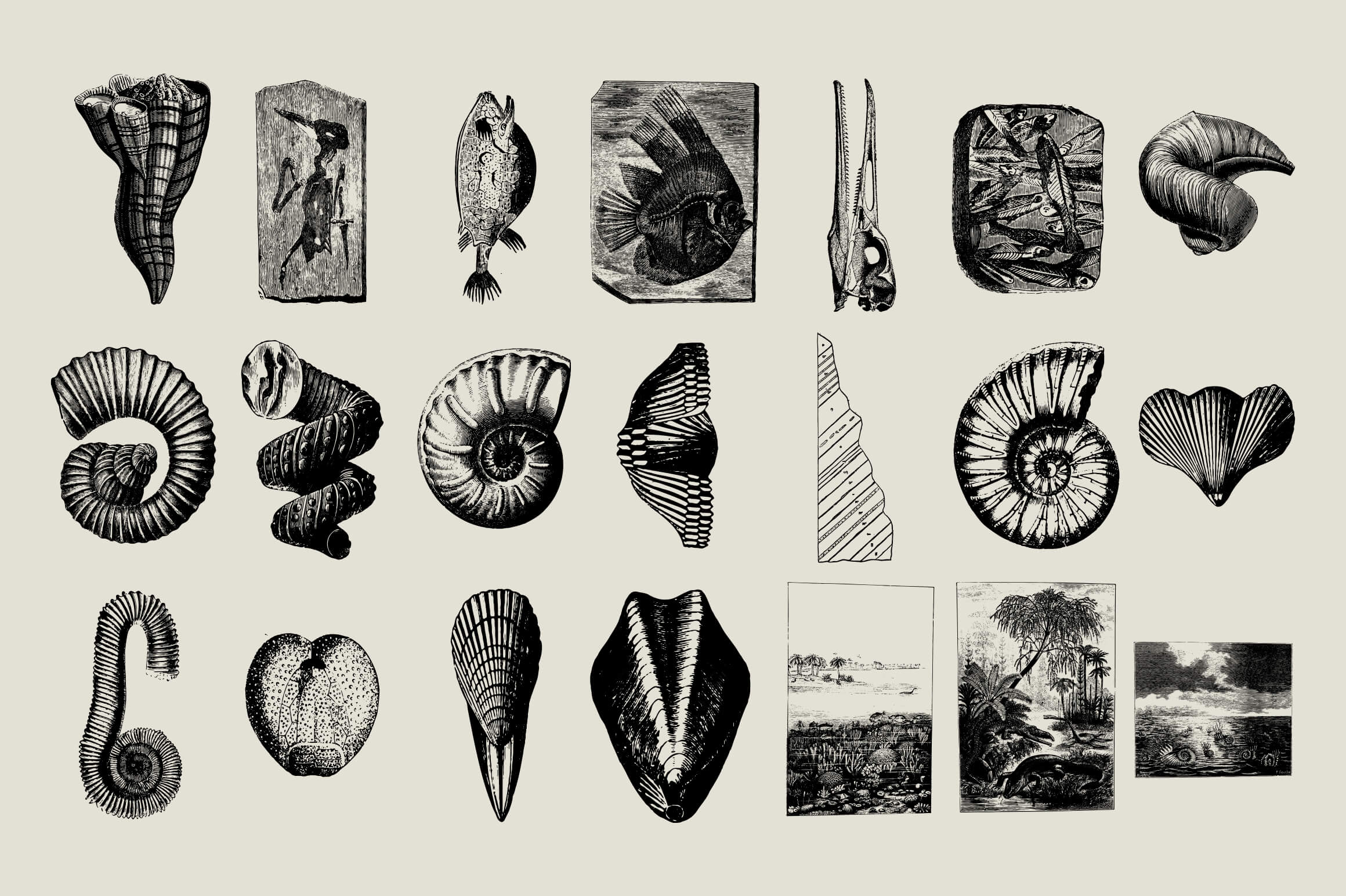 Dinosaurs and Fossils