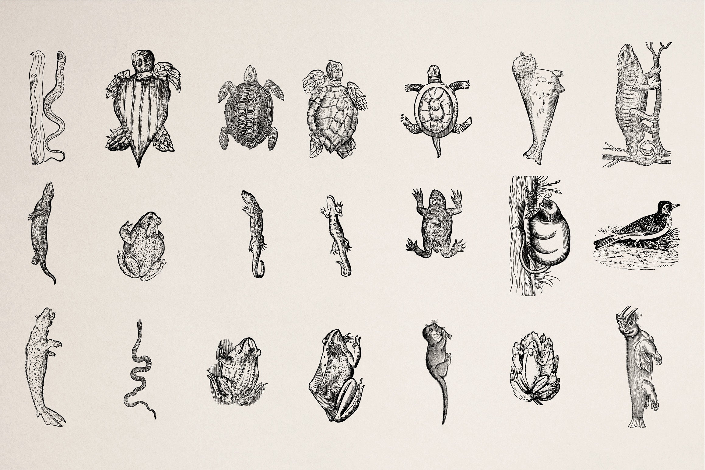 Animals of Air Land & Water - secret-cache