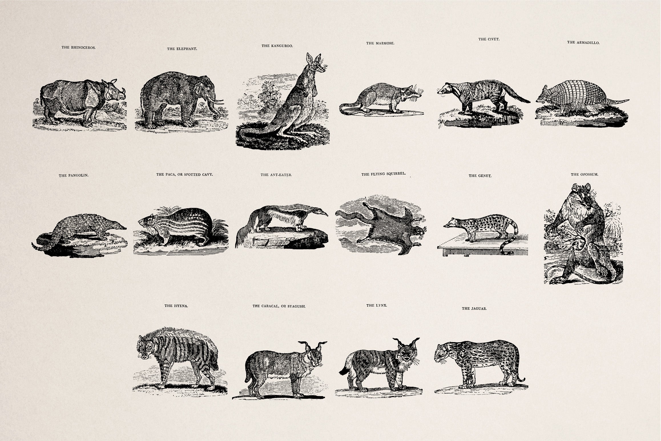 Animals of Air Land & Water - secret-cache