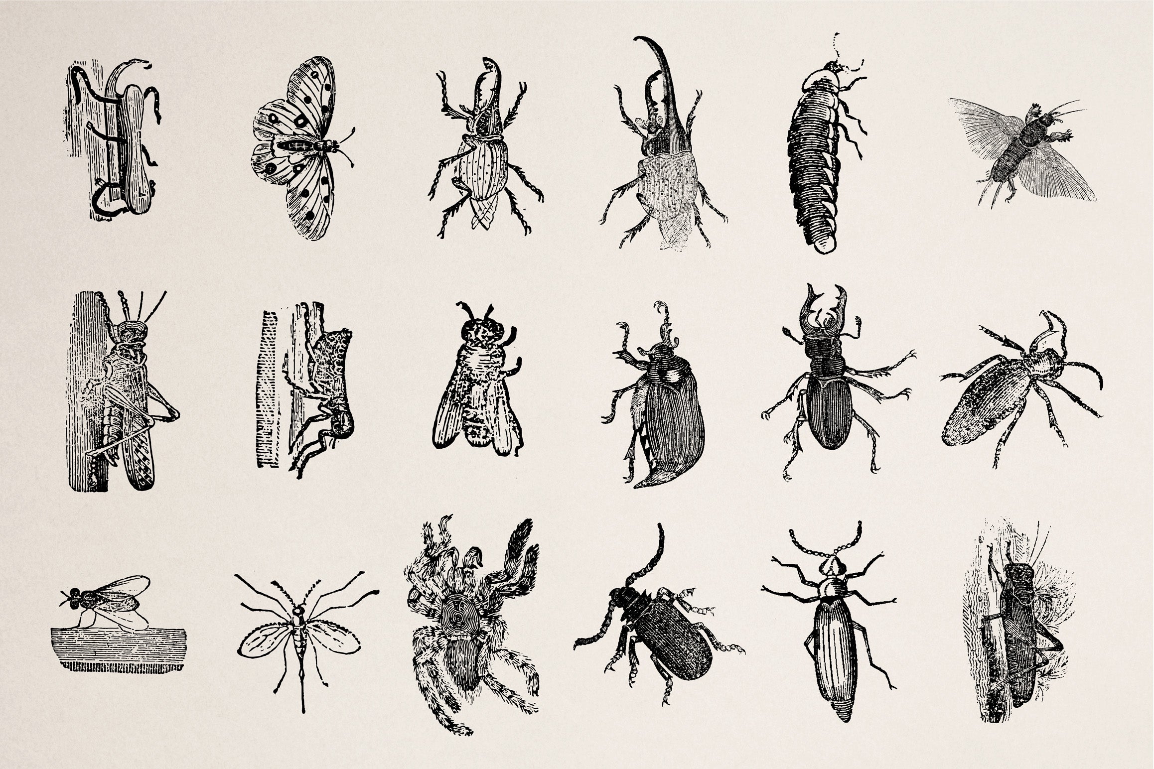 Animals of Air Land & Water - secret-cache