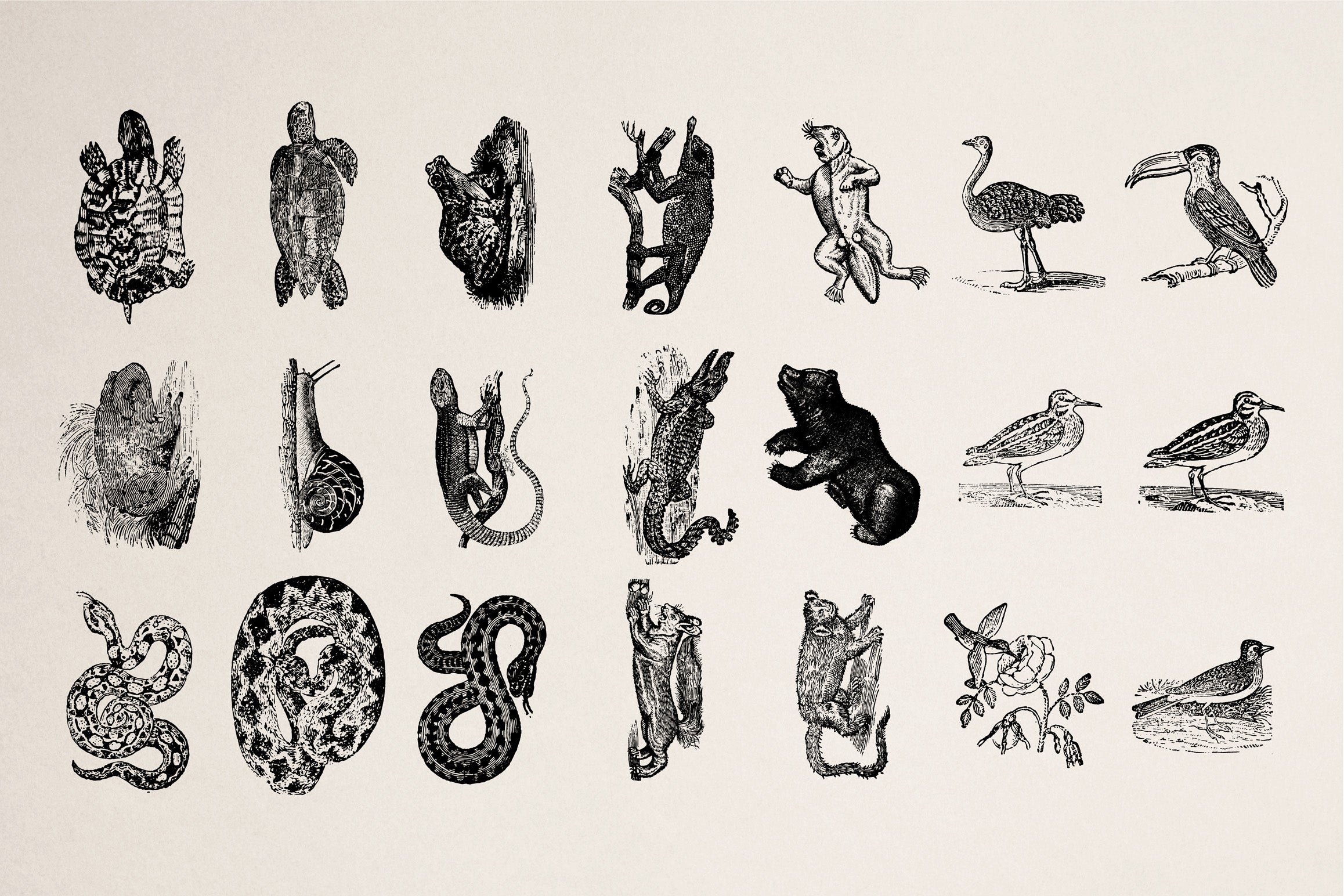 Animals of Air Land & Water - secret-cache