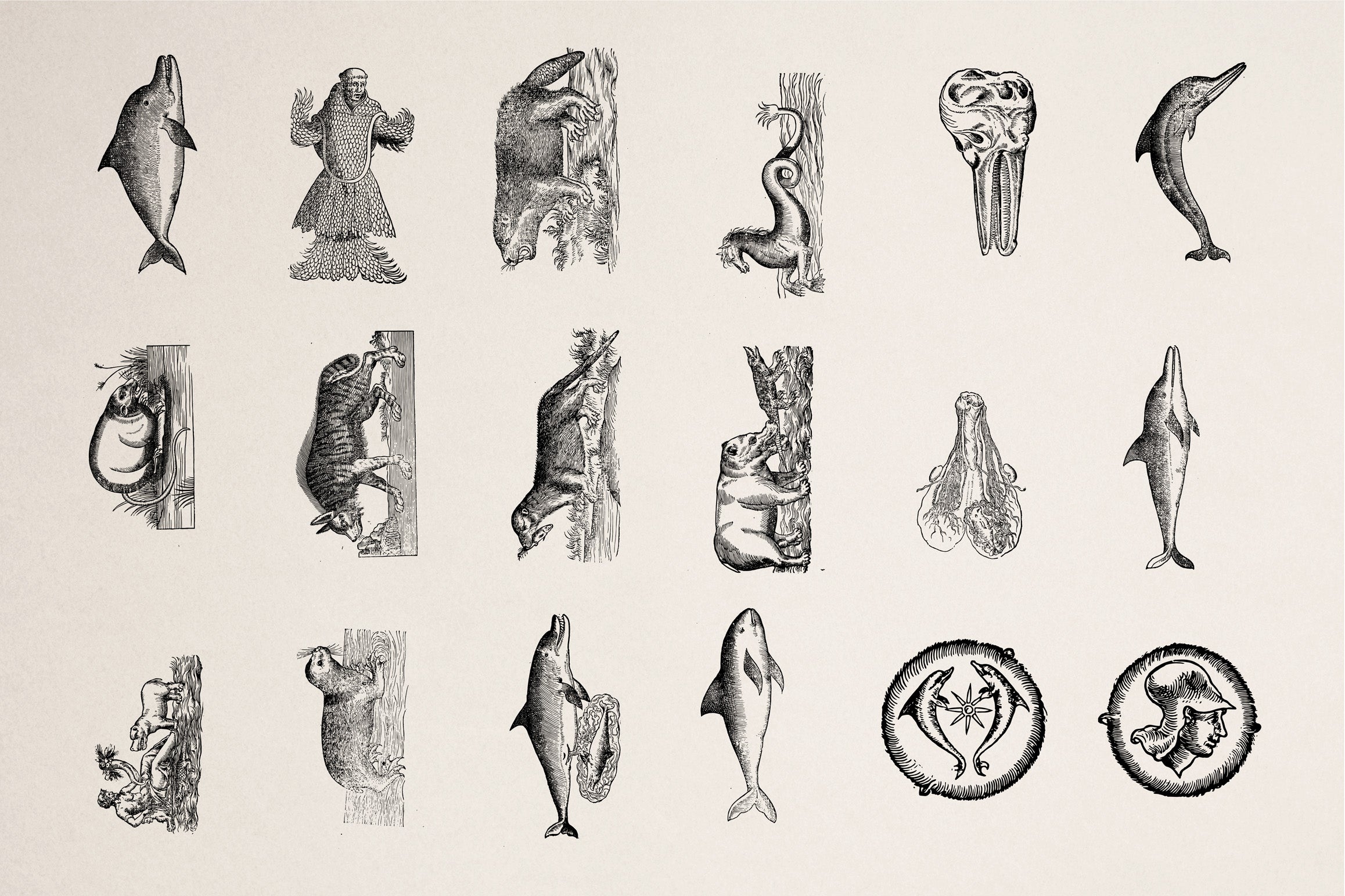 Animals of Air Land & Water - secret-cache