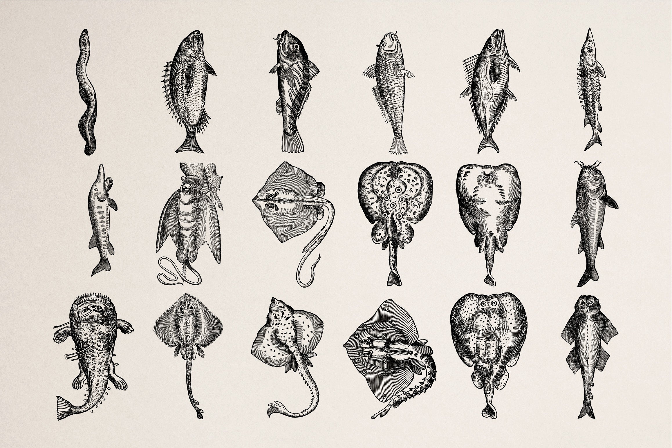 Animals of Air Land & Water - secret-cache