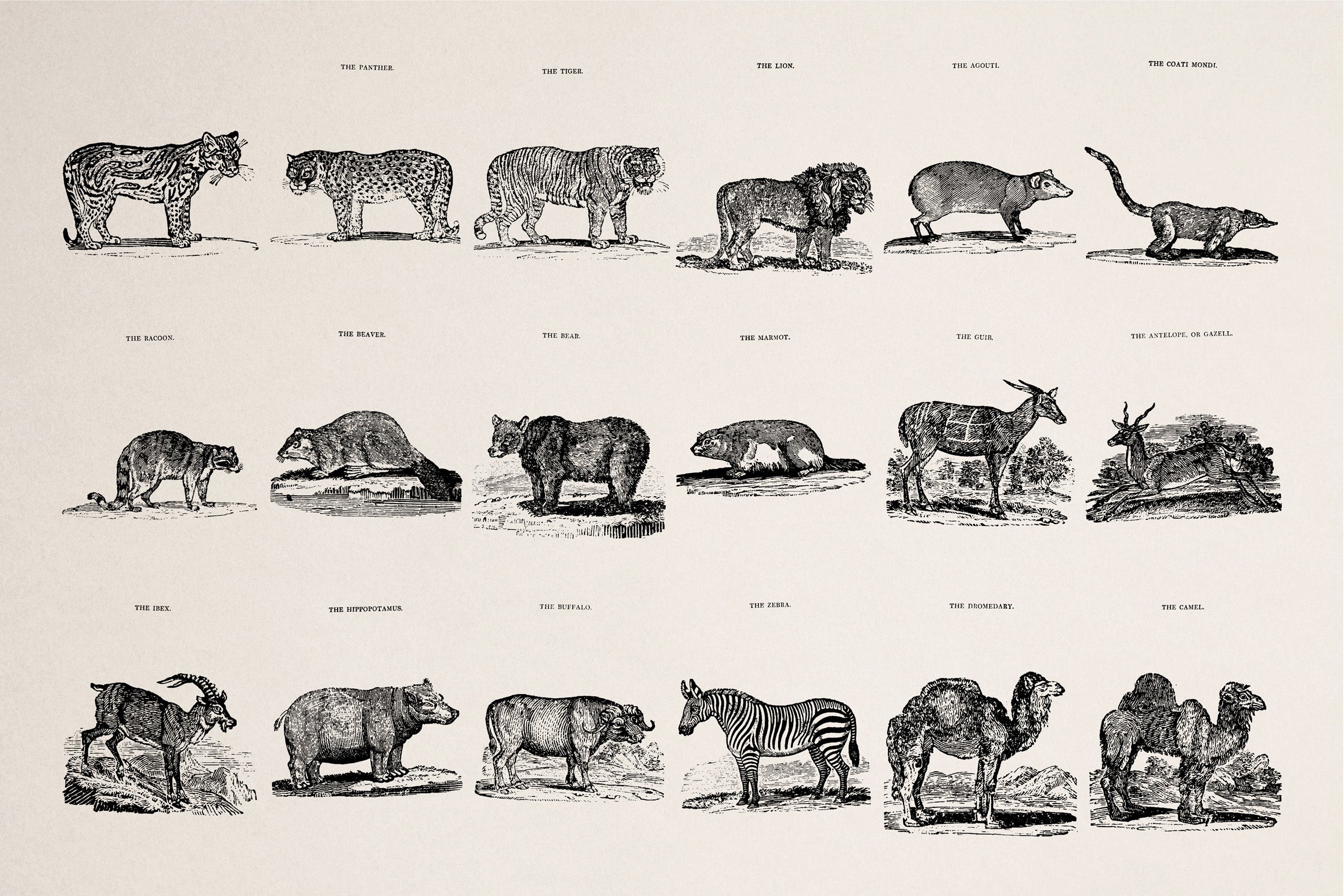 Animals of Air Land & Water - secret-cache