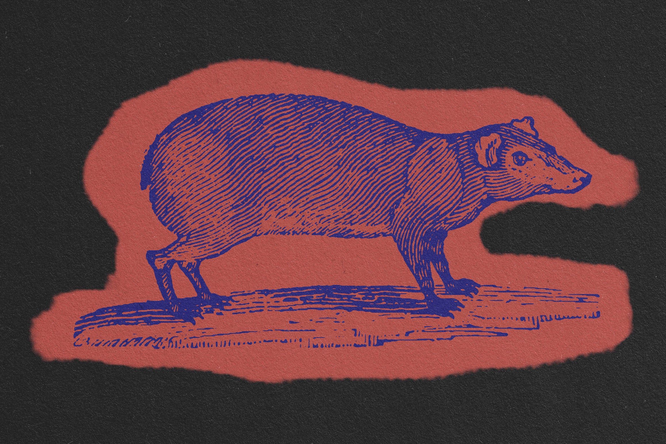 Animals of Air Land & Water - secret-cache