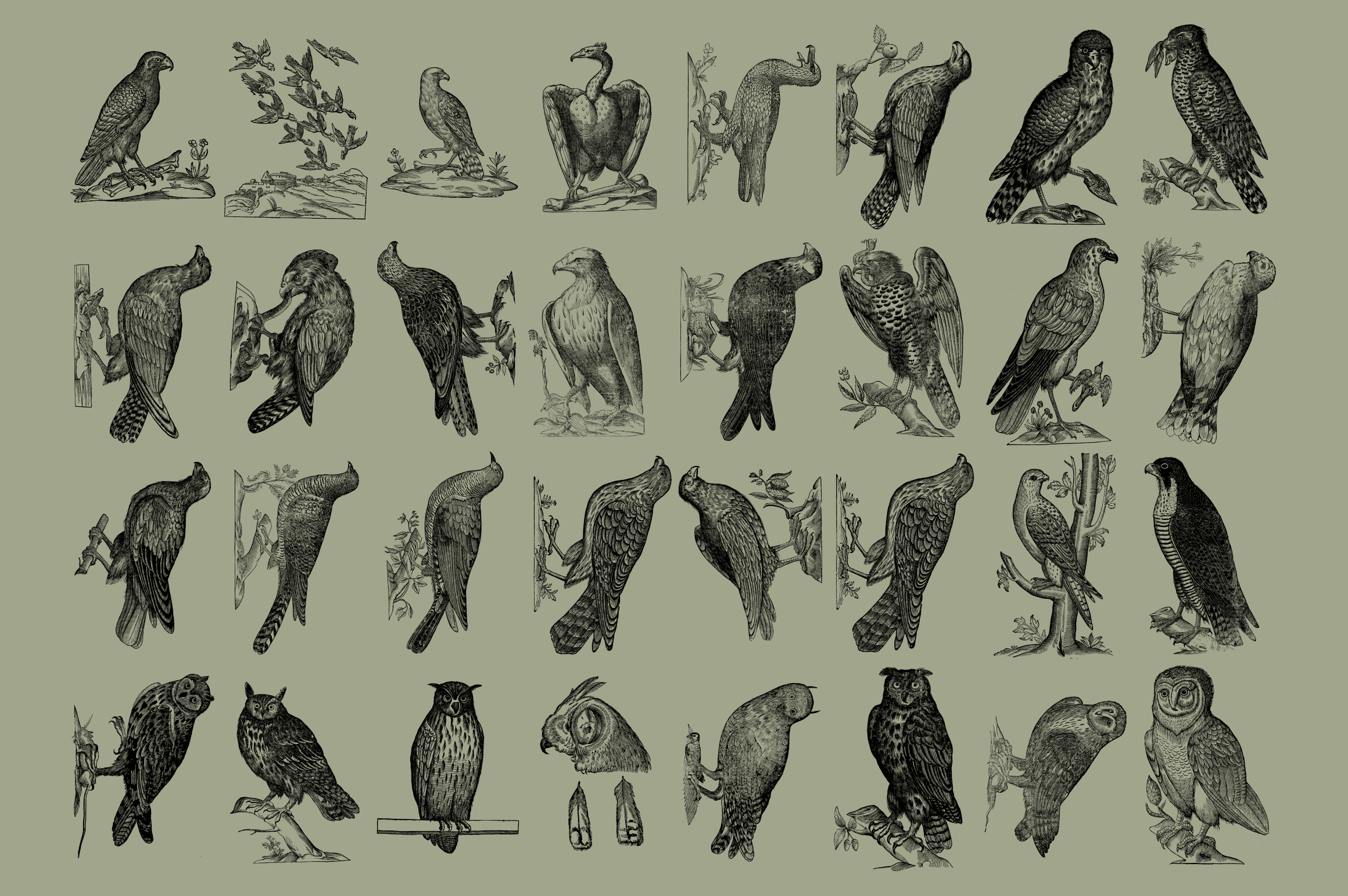 Birds of the World - secret-cache