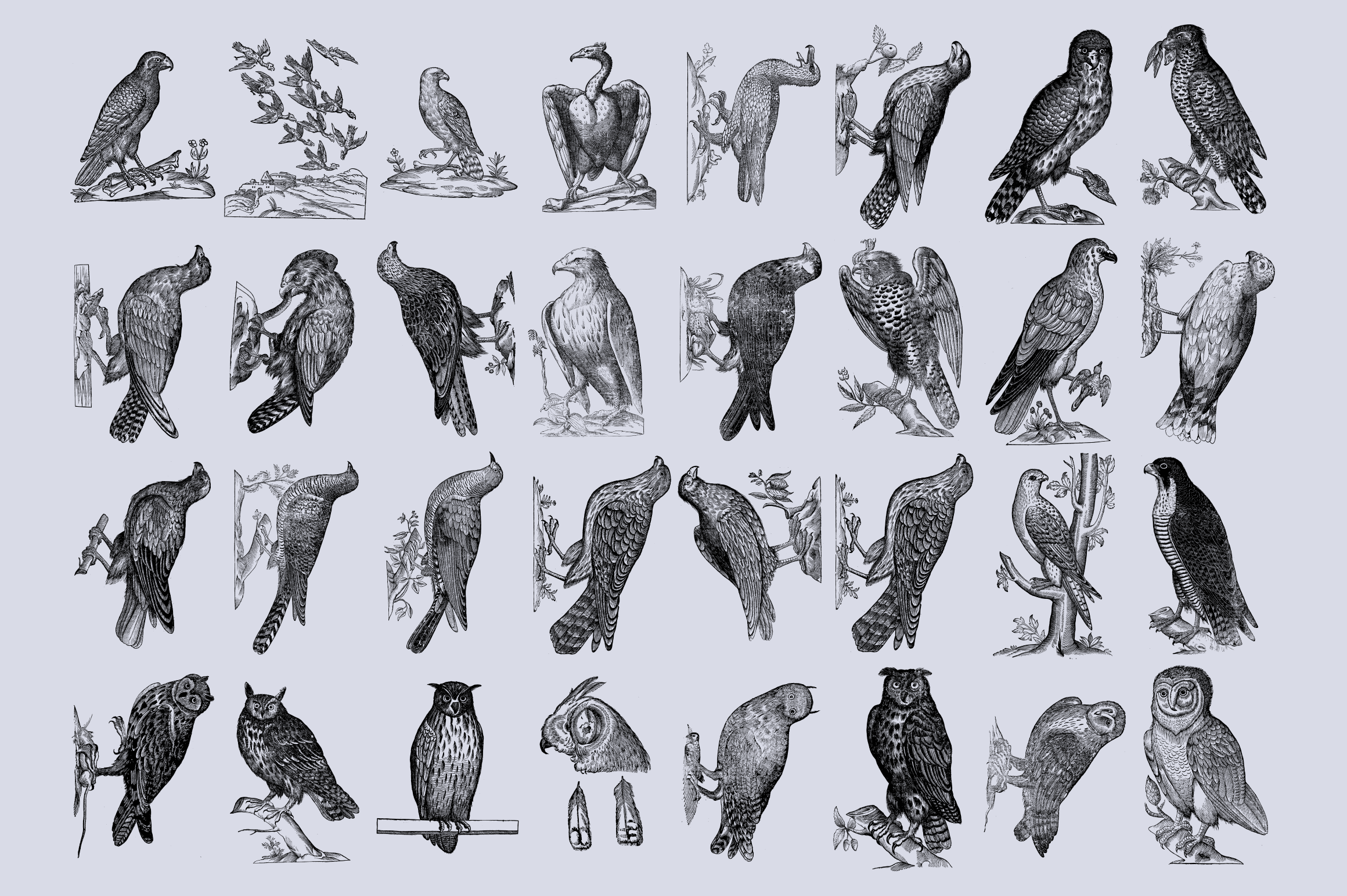 Birds of the World - secret-cache