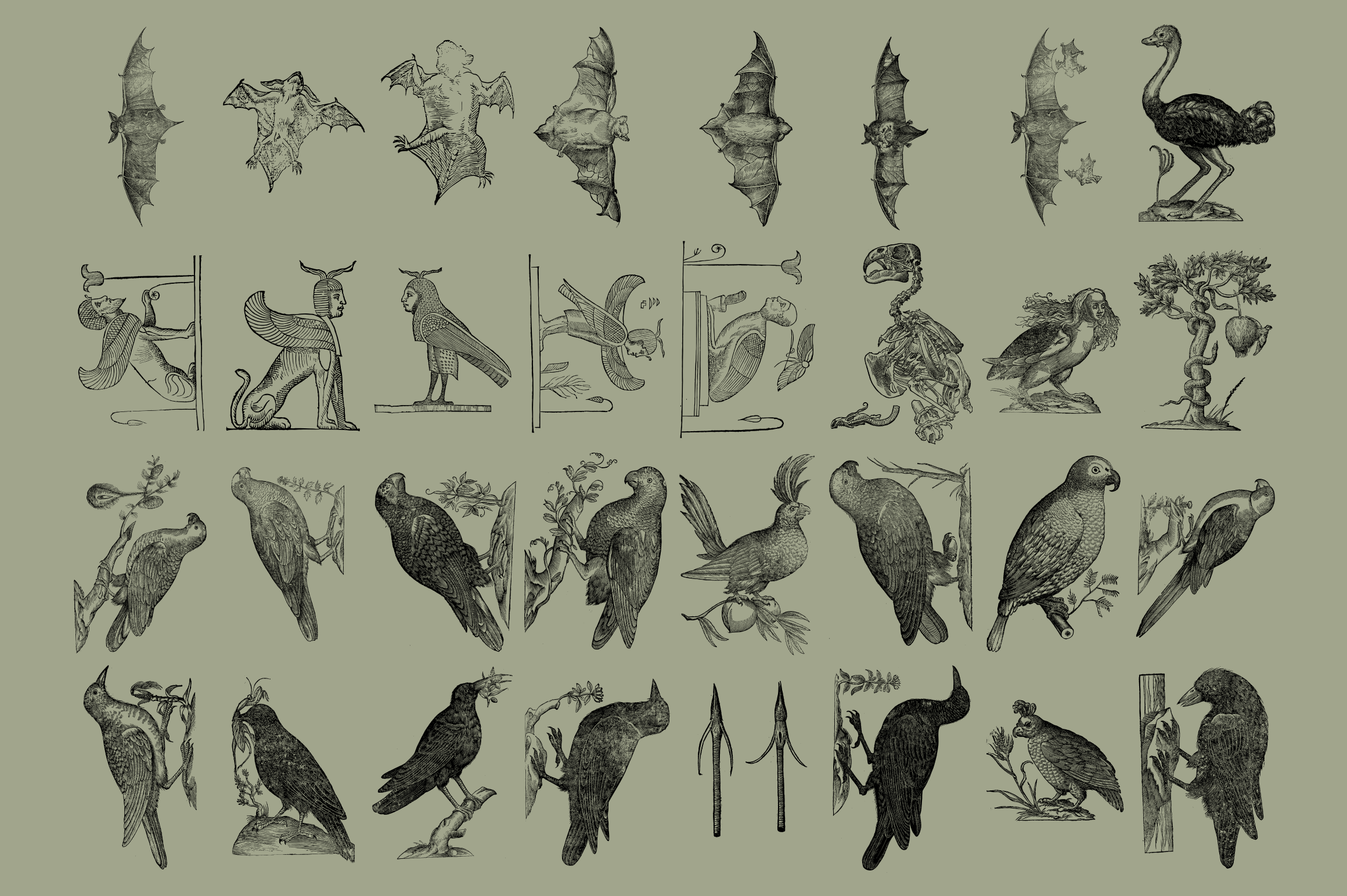 Birds of the World - secret-cache