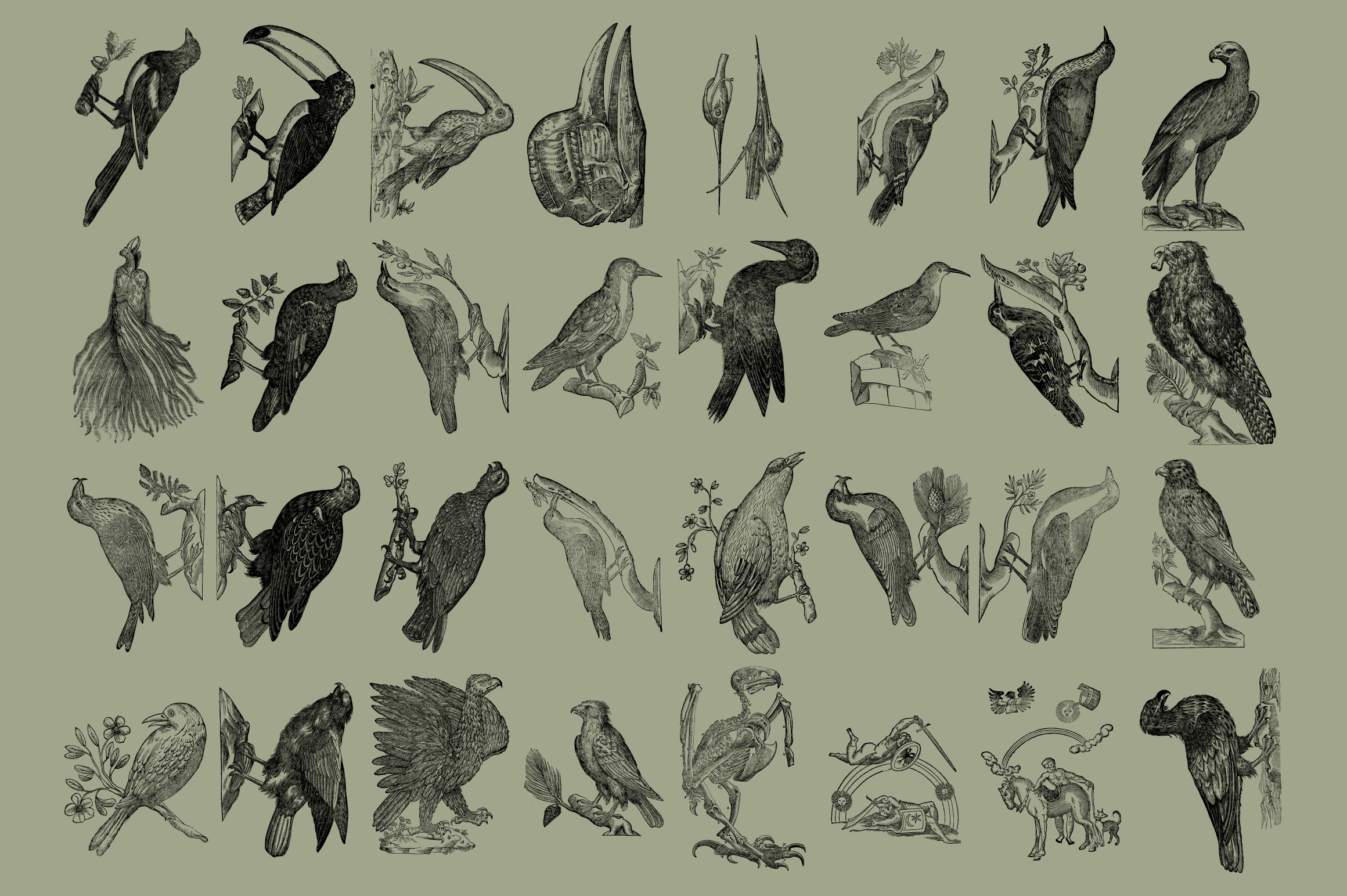 Birds of the World - secret-cache