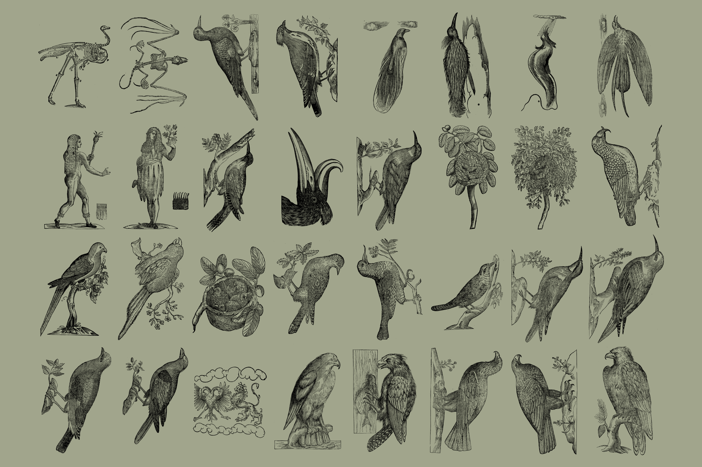 Birds of the World - secret-cache