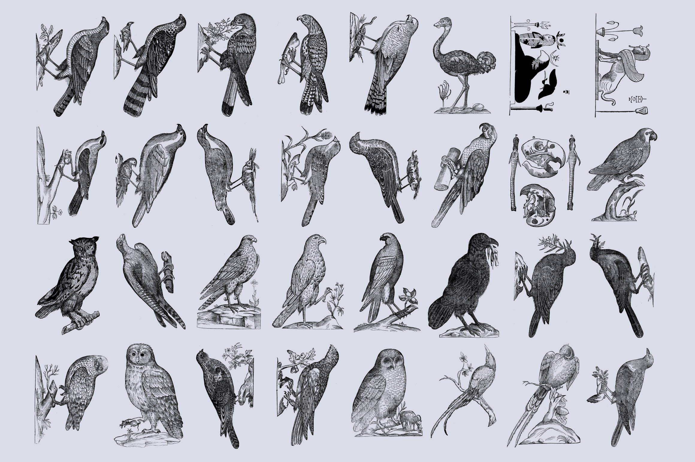 Birds of the World - secret-cache