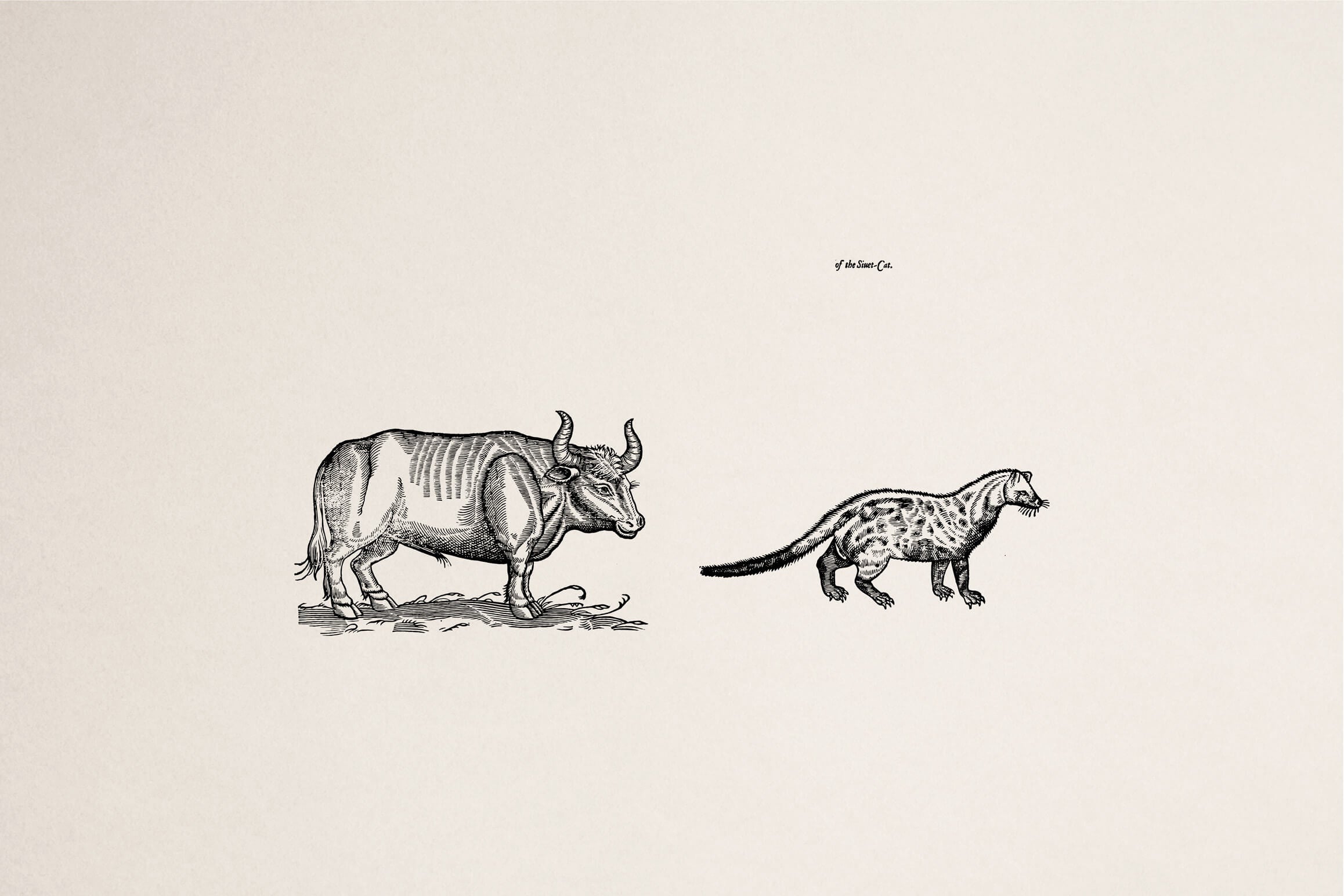 Four Footed Beasts - secret-cache