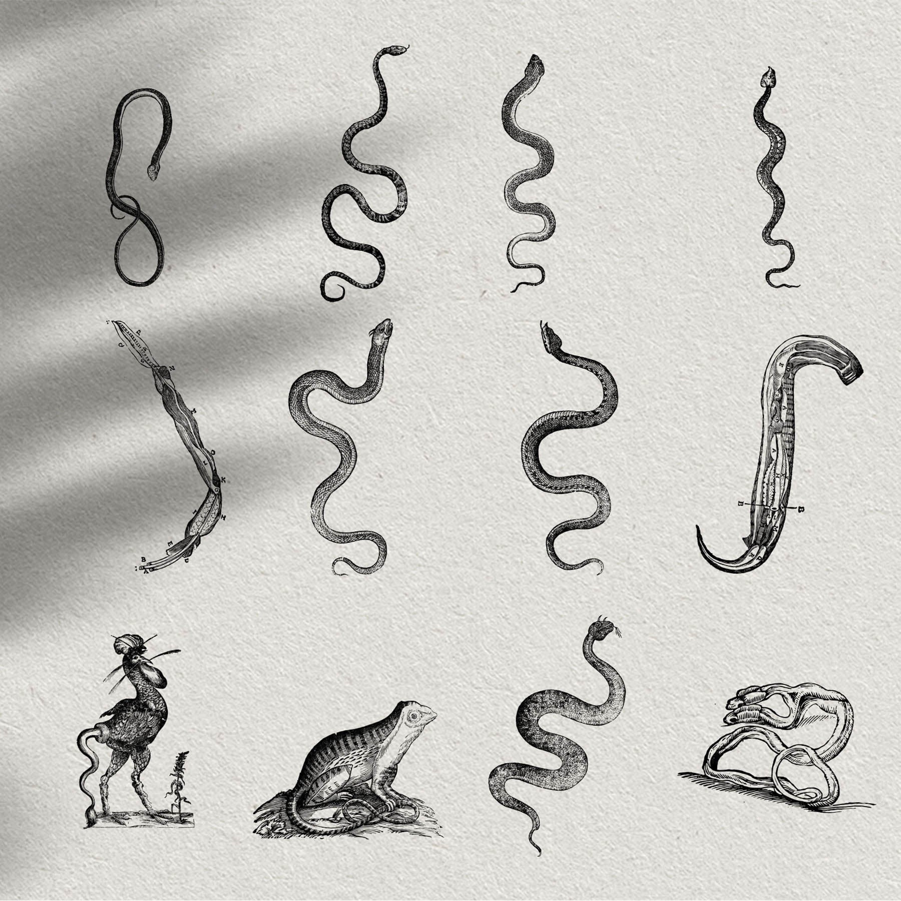 Snakes & Dragons - secret-cache