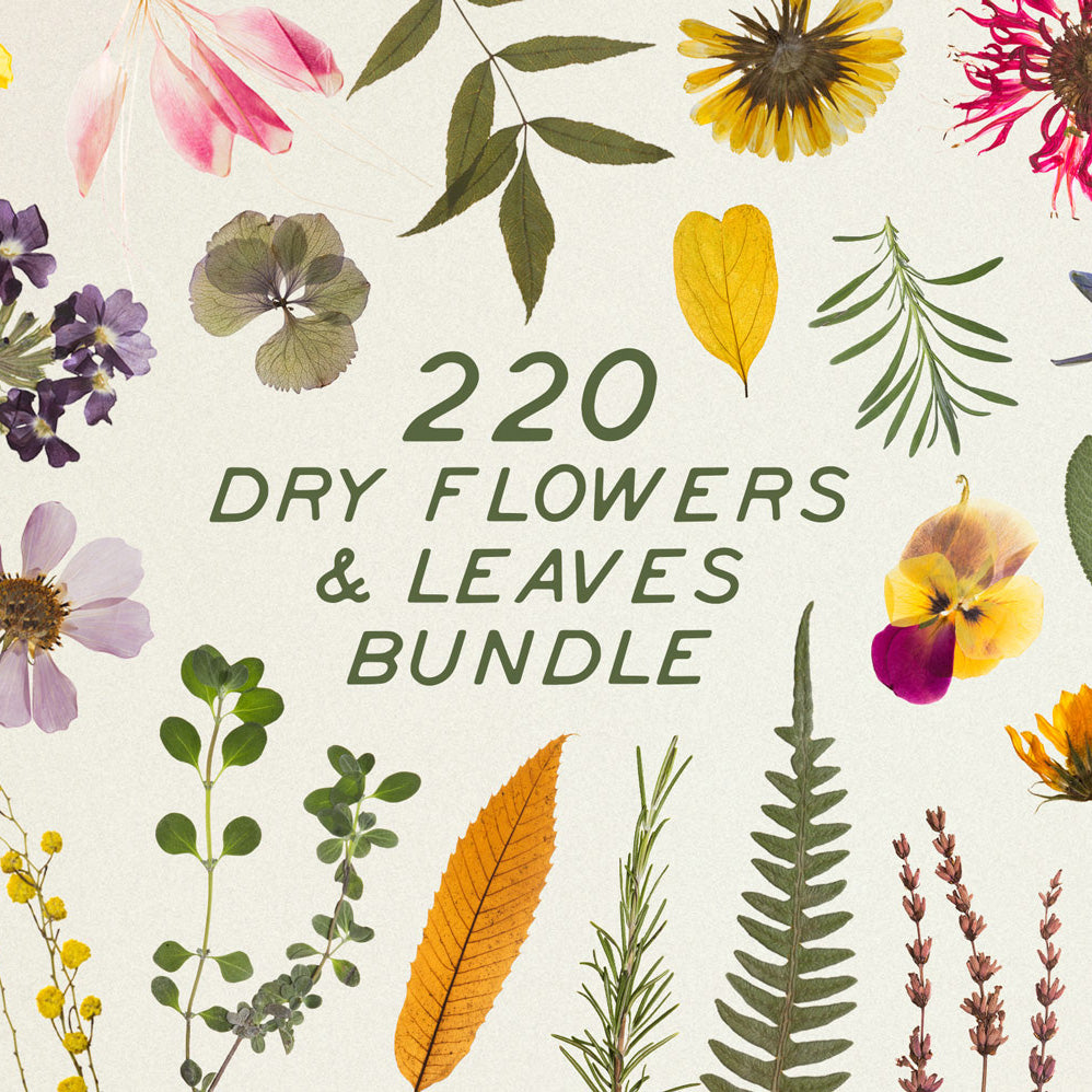 Dry Flowers & Leaves Bundle - secret-cache