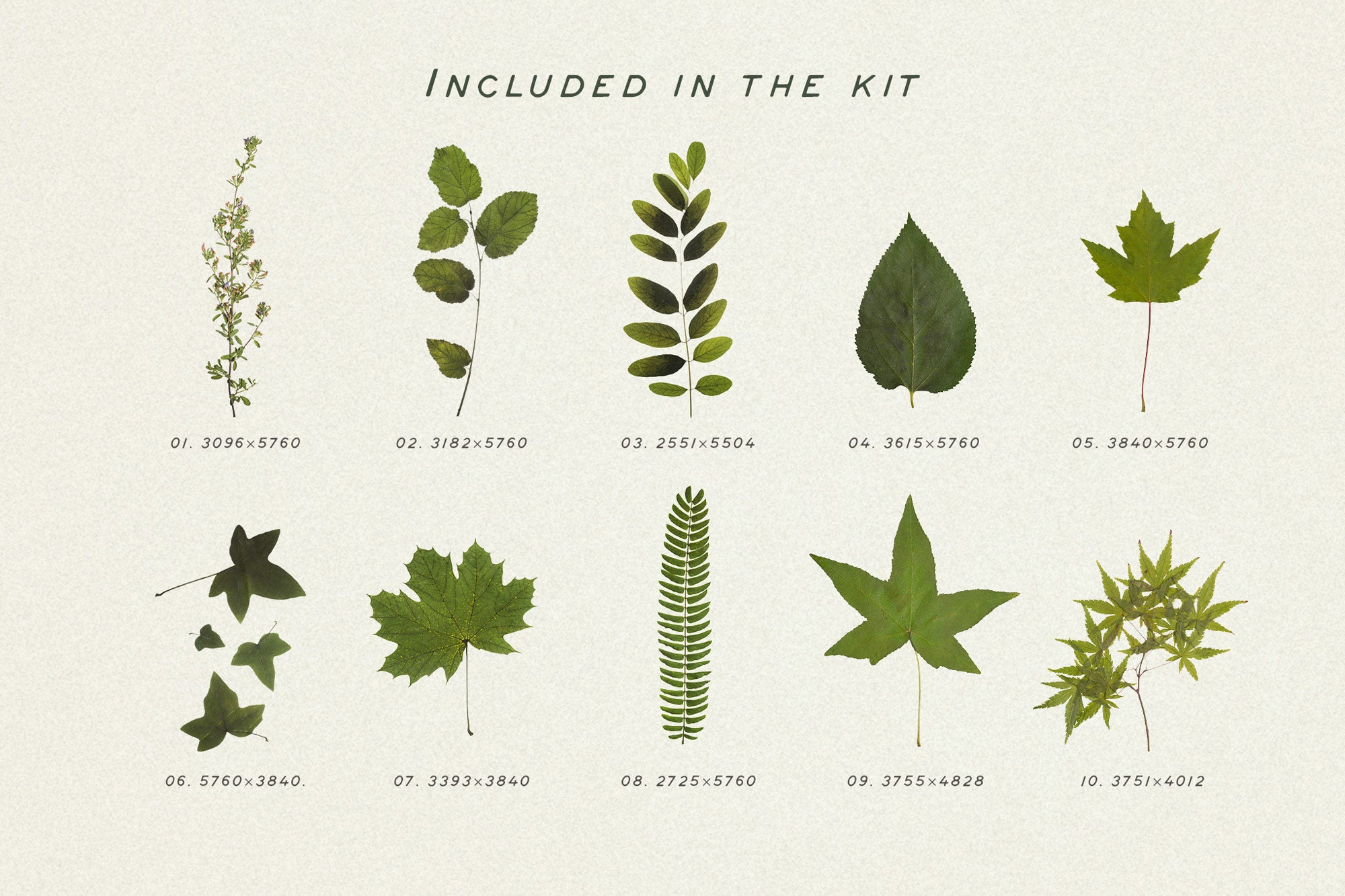Dry Flowers & Leaves Bundle - secret-cache