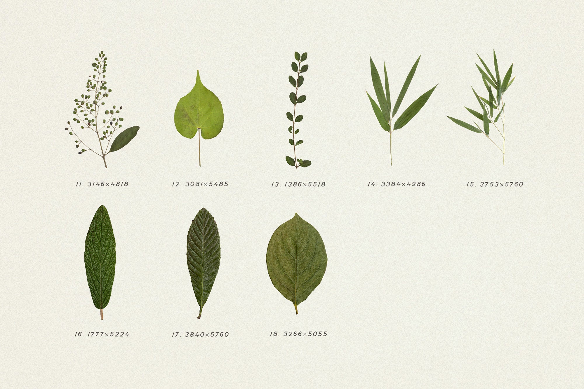 Dry Flowers & Leaves Bundle - secret-cache
