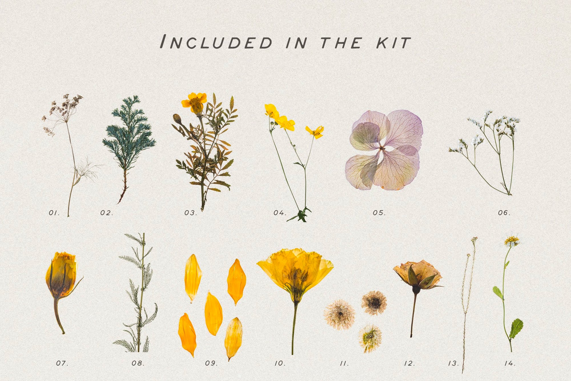Dry Flowers & Leaves Bundle - secret-cache
