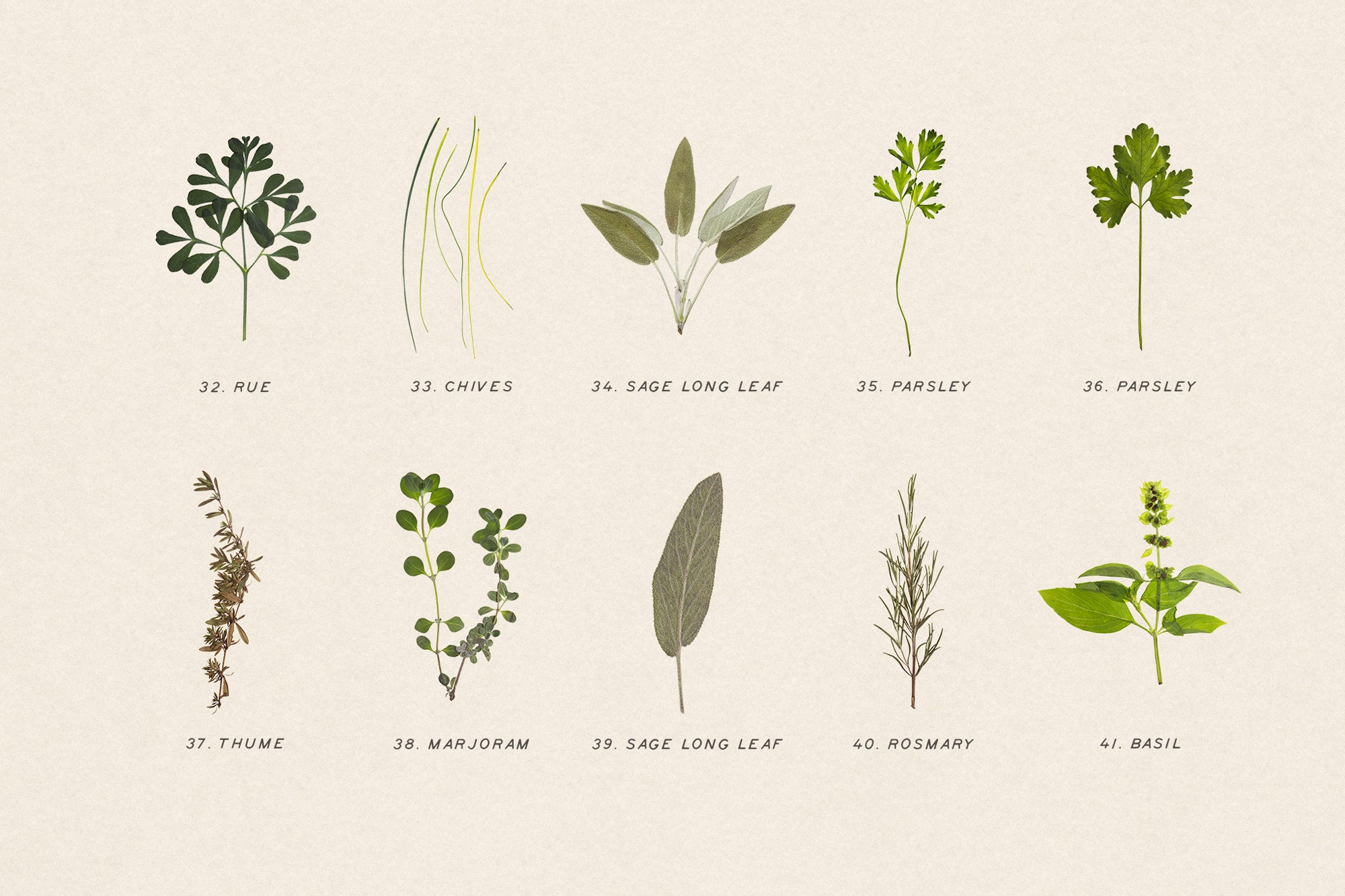Dry Flowers & Leaves Bundle - secret-cache