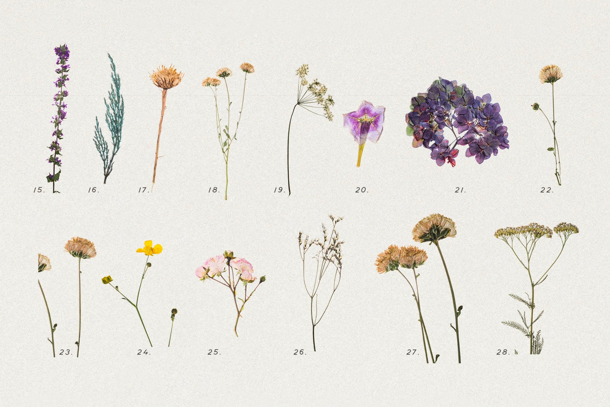 Dry Flowers & Leaves Bundle - secret-cache