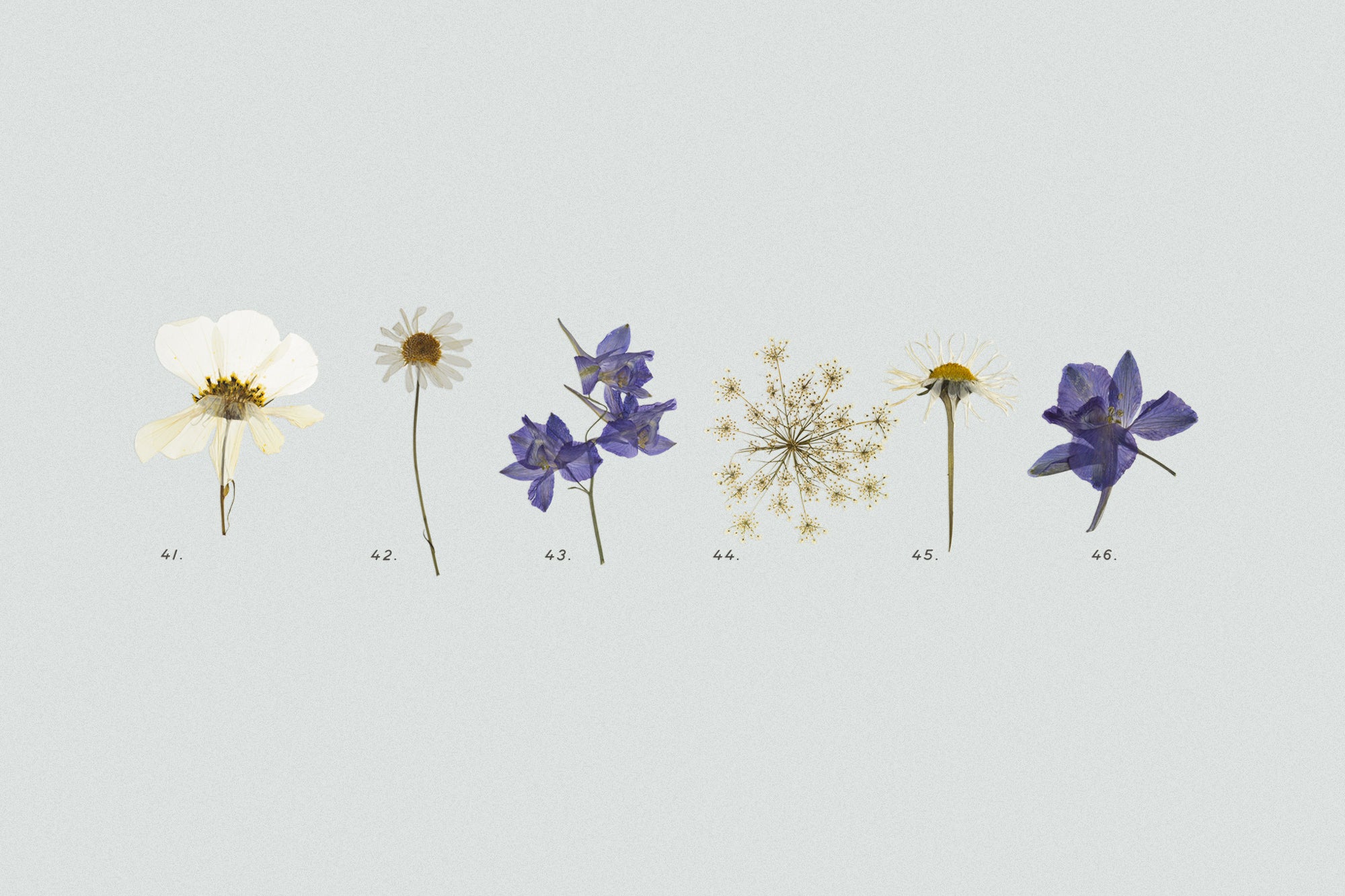 Dry Flowers & Leaves Bundle - secret-cache
