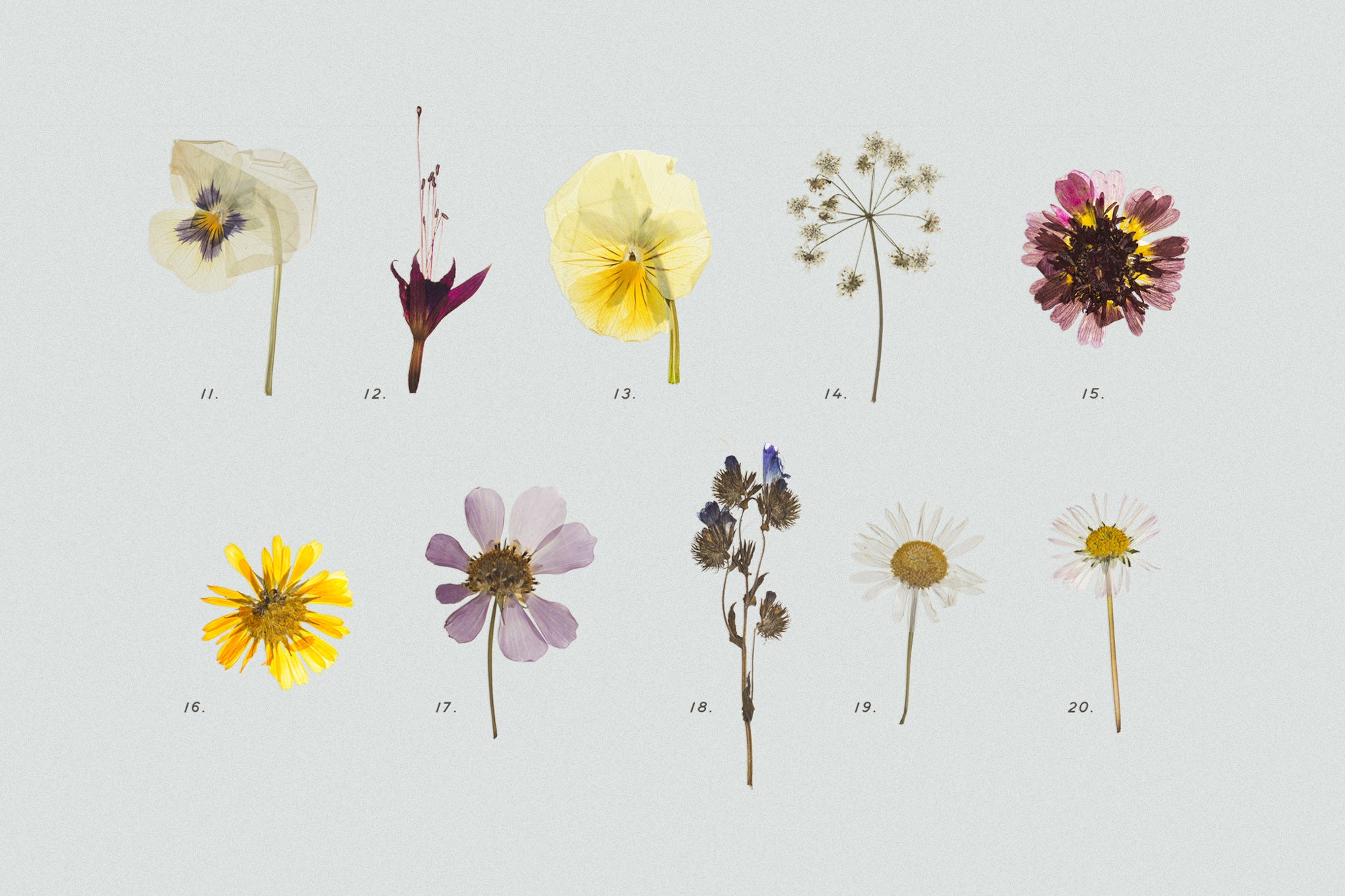 Dry Flowers & Leaves Bundle - secret-cache