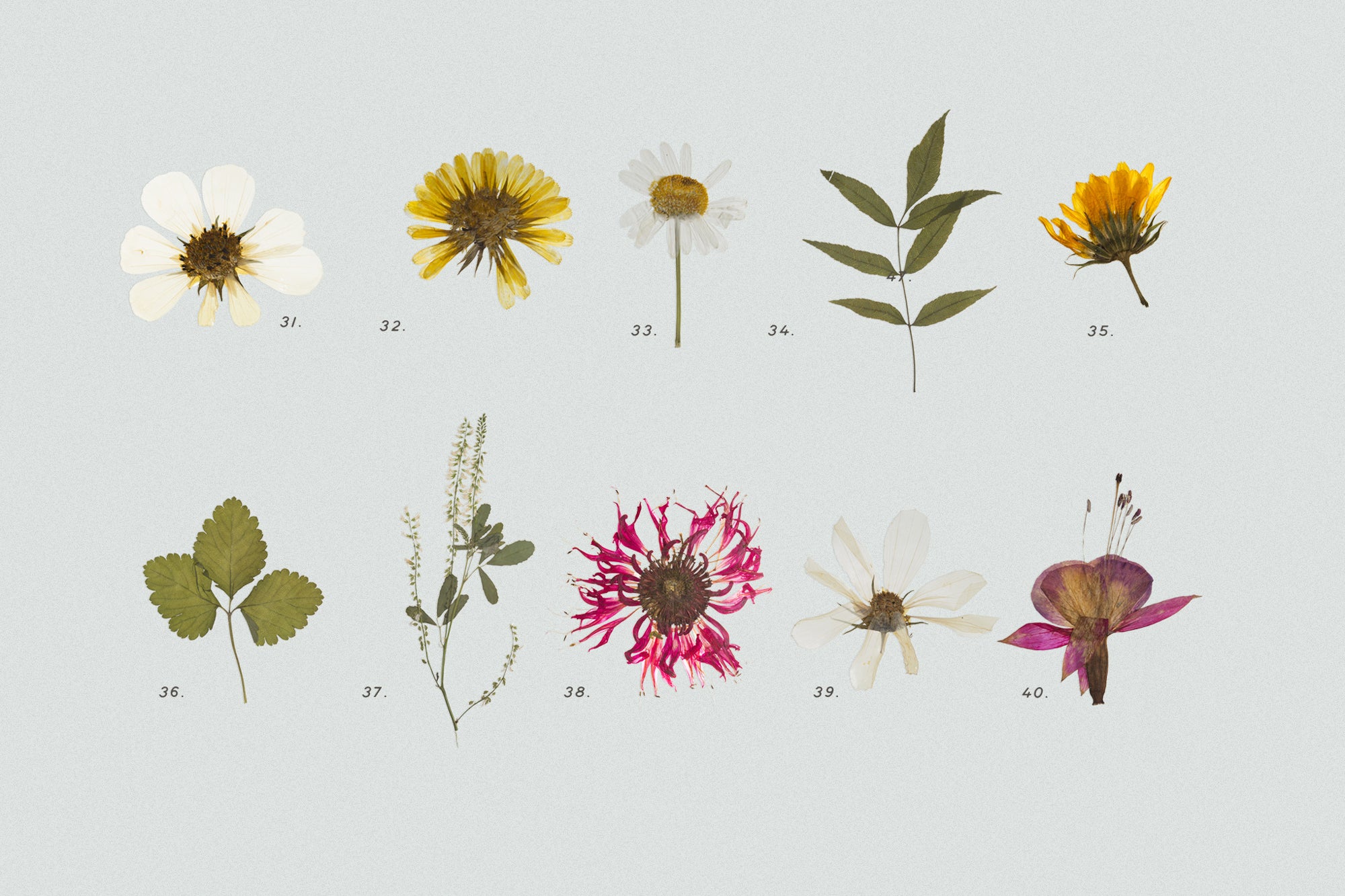 Dry Flowers & Leaves Bundle - secret-cache