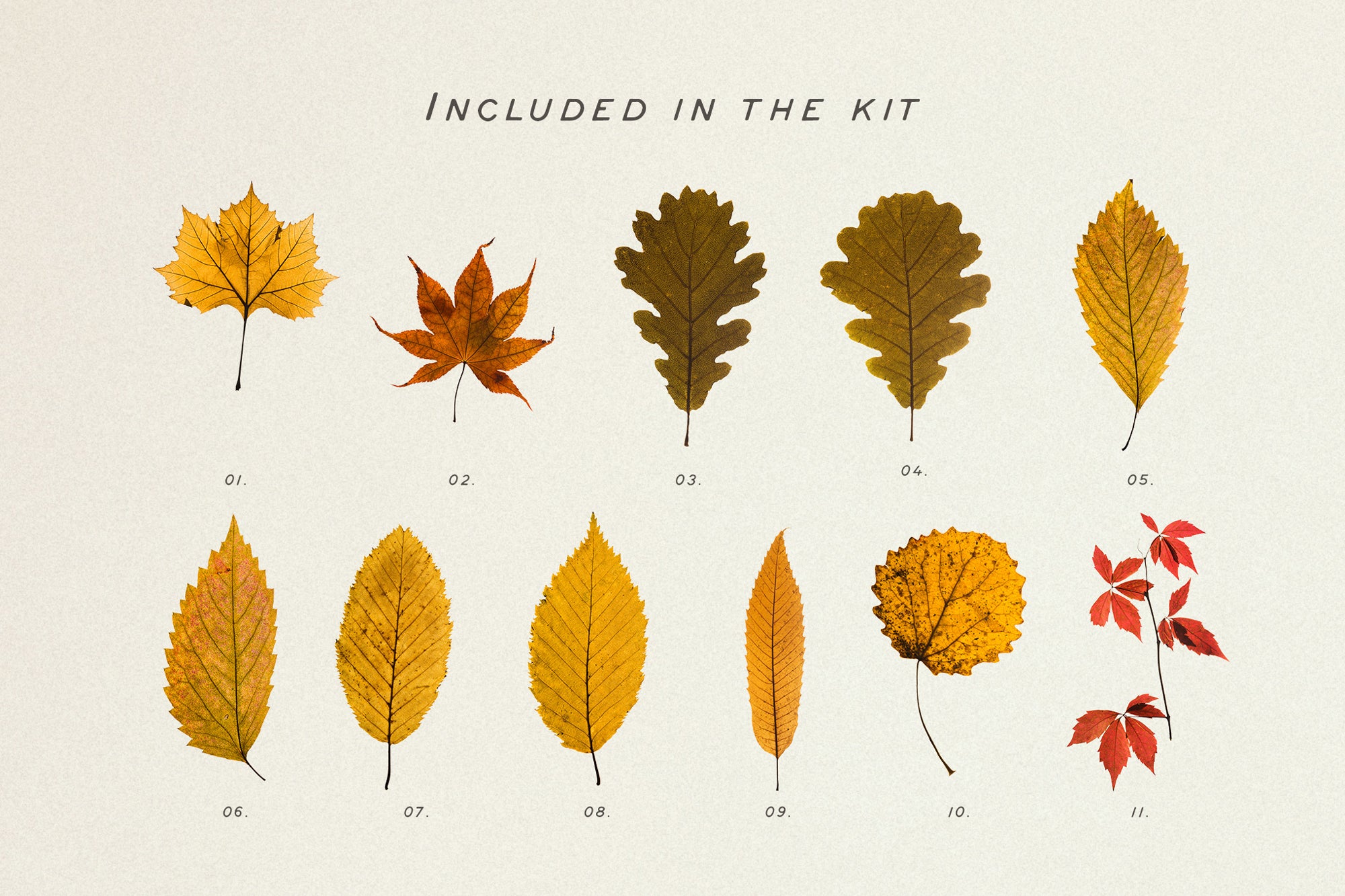 Dry Flowers & Leaves Bundle - secret-cache
