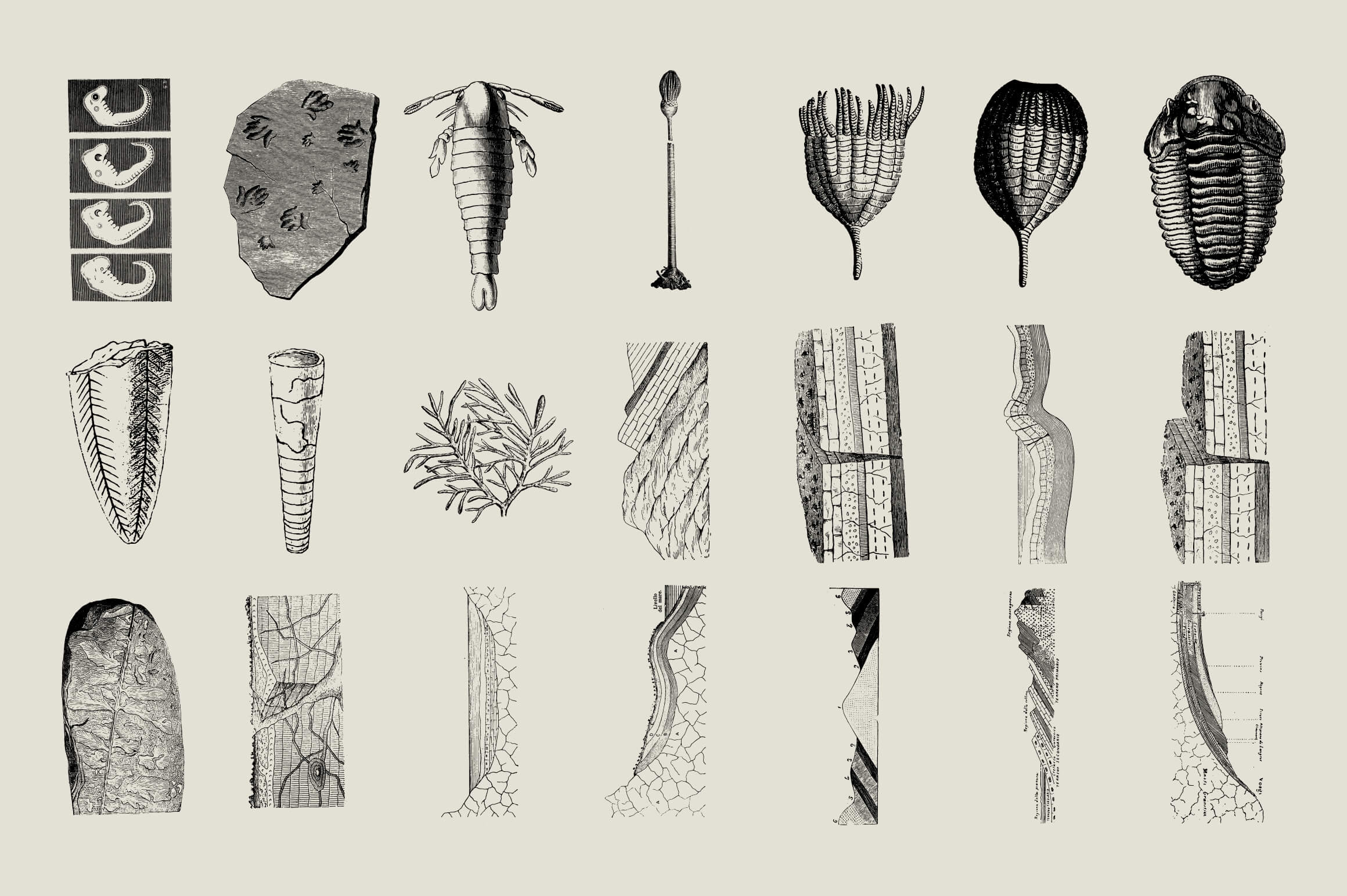 Dinosaurs and Fossils