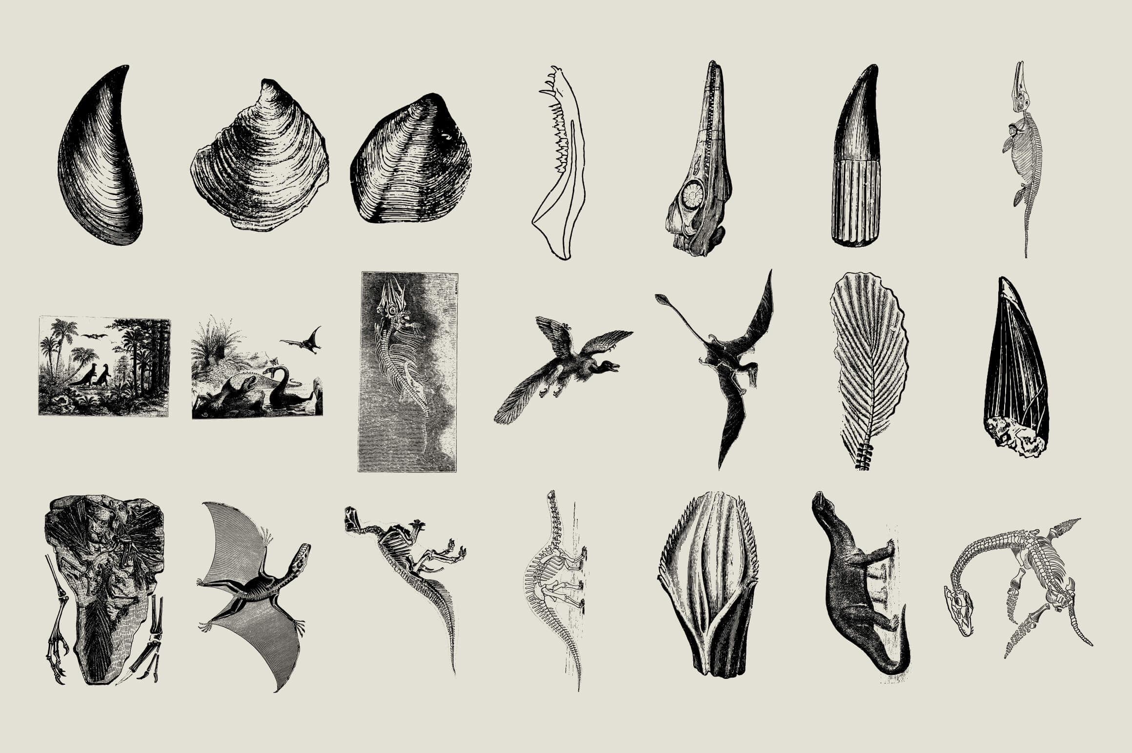 Dinosaurs and Fossils
