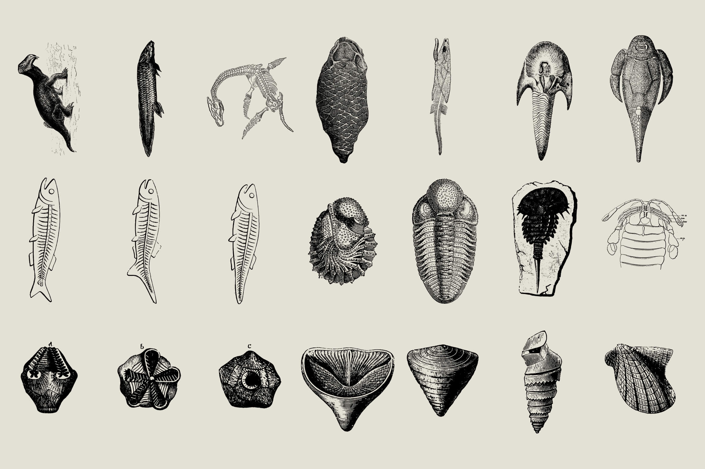 Dinosaurs and Fossils