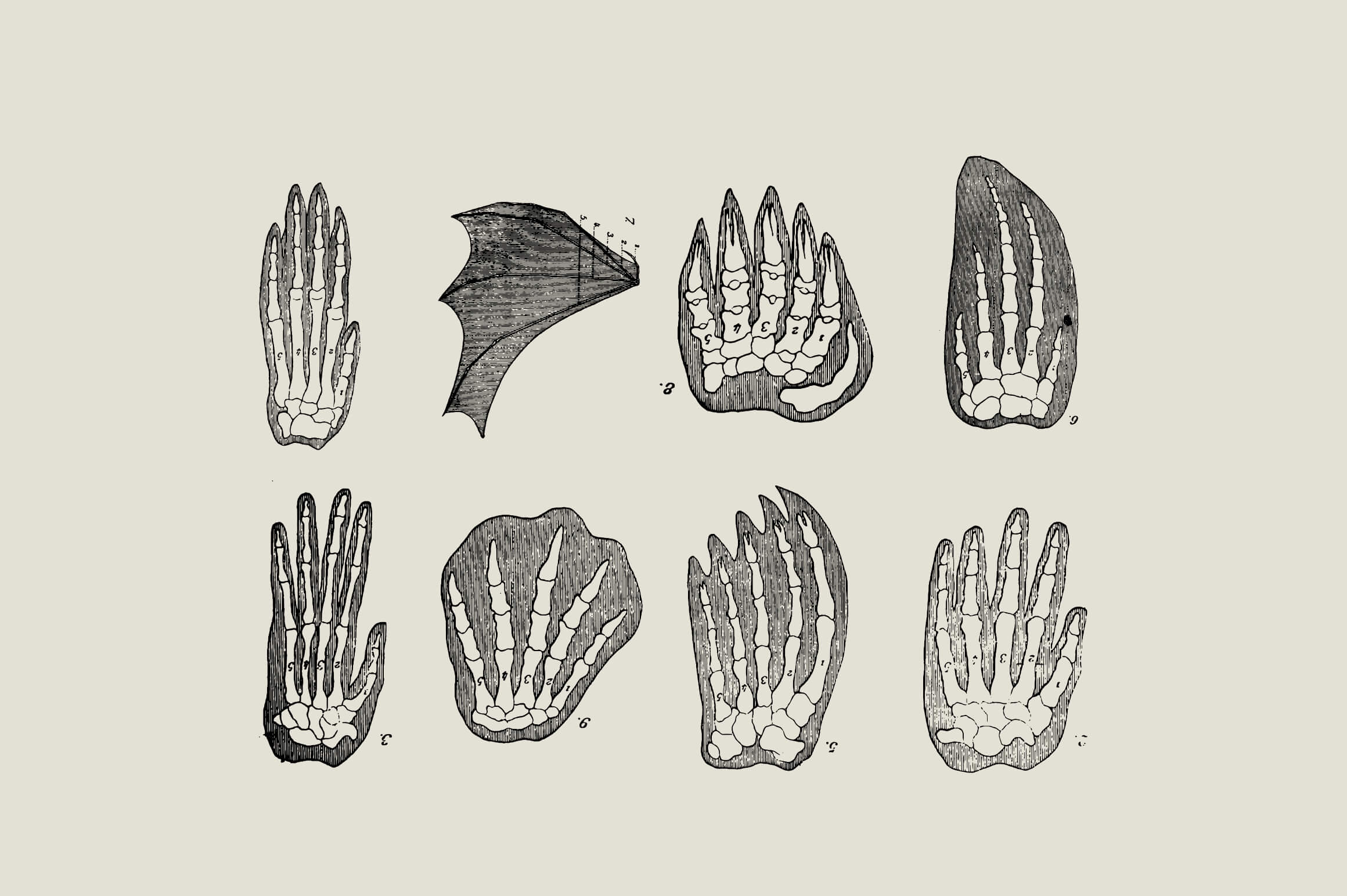 Dinosaurs and Fossils