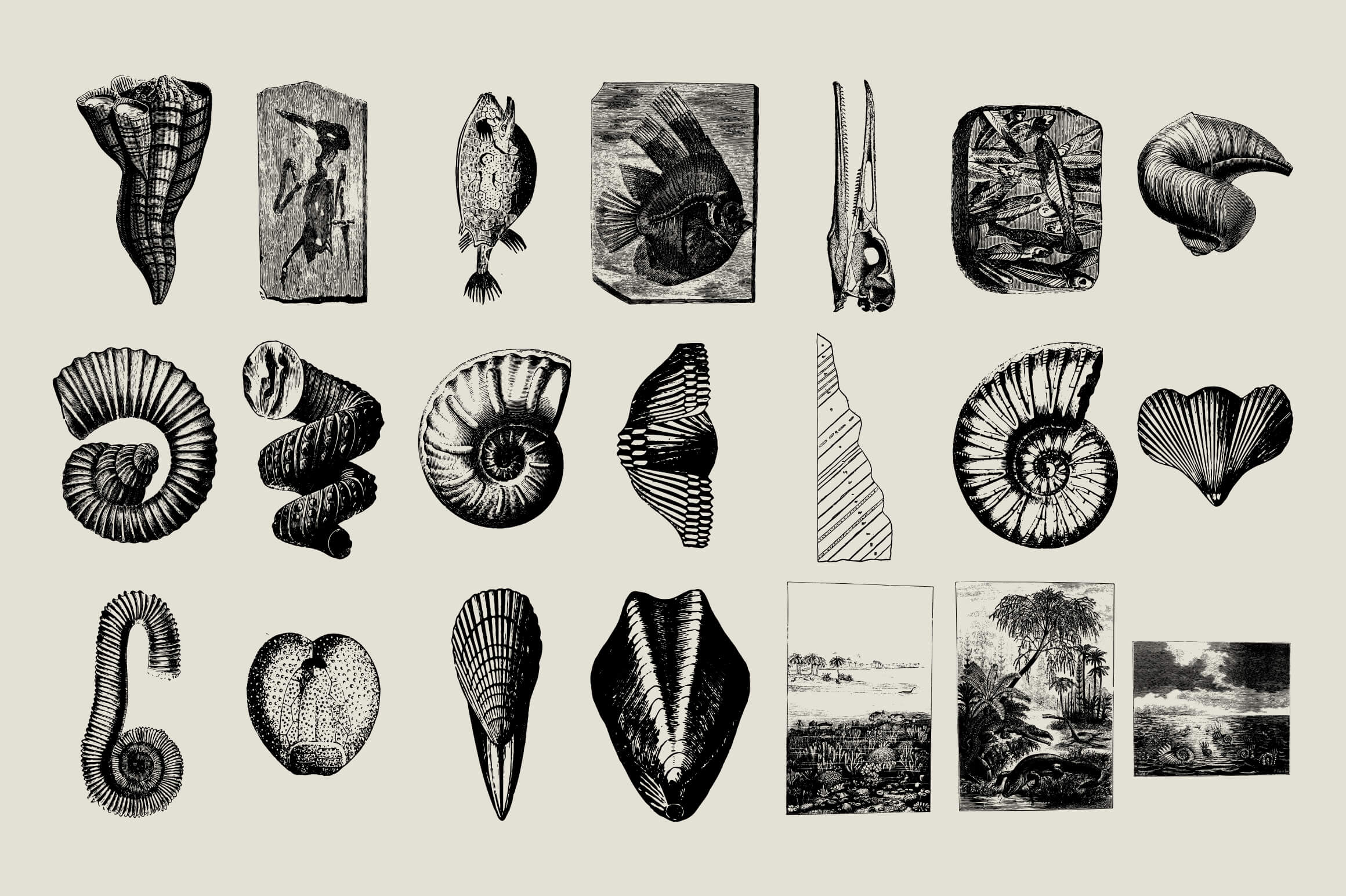 Dinosaurs and Fossils