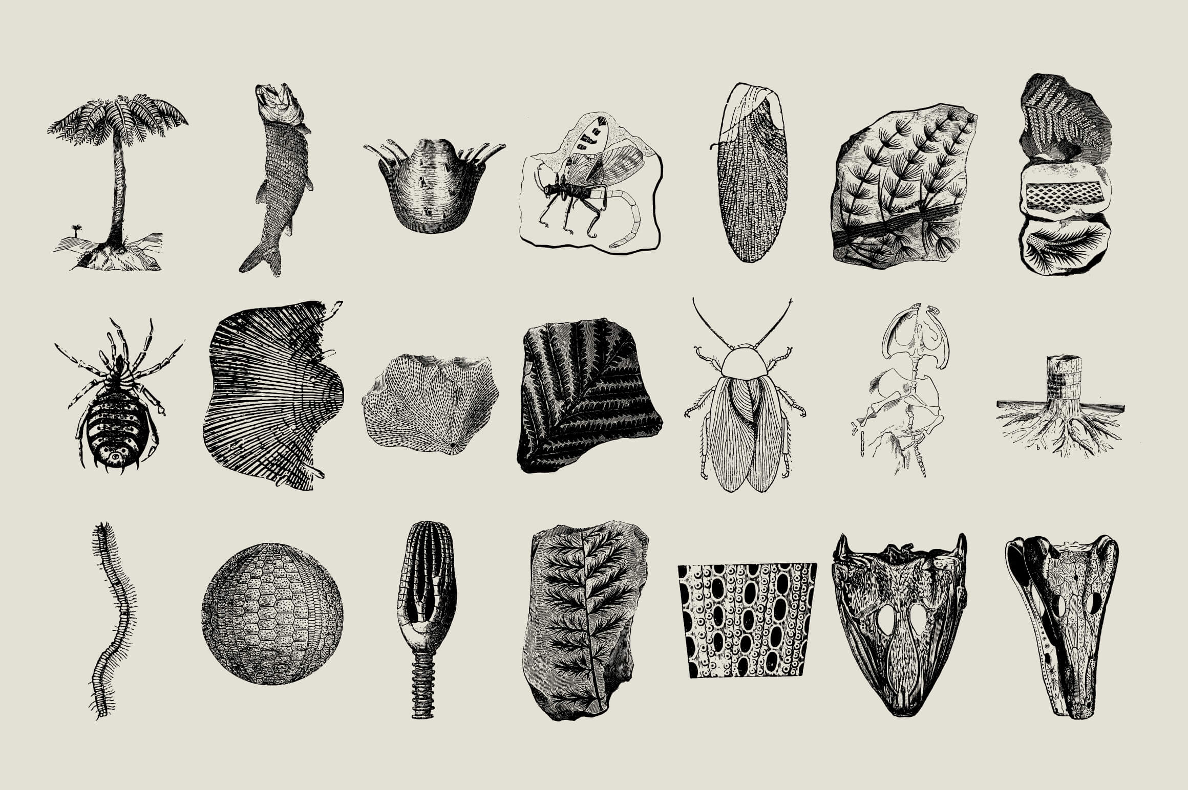 Dinosaurs and Fossils