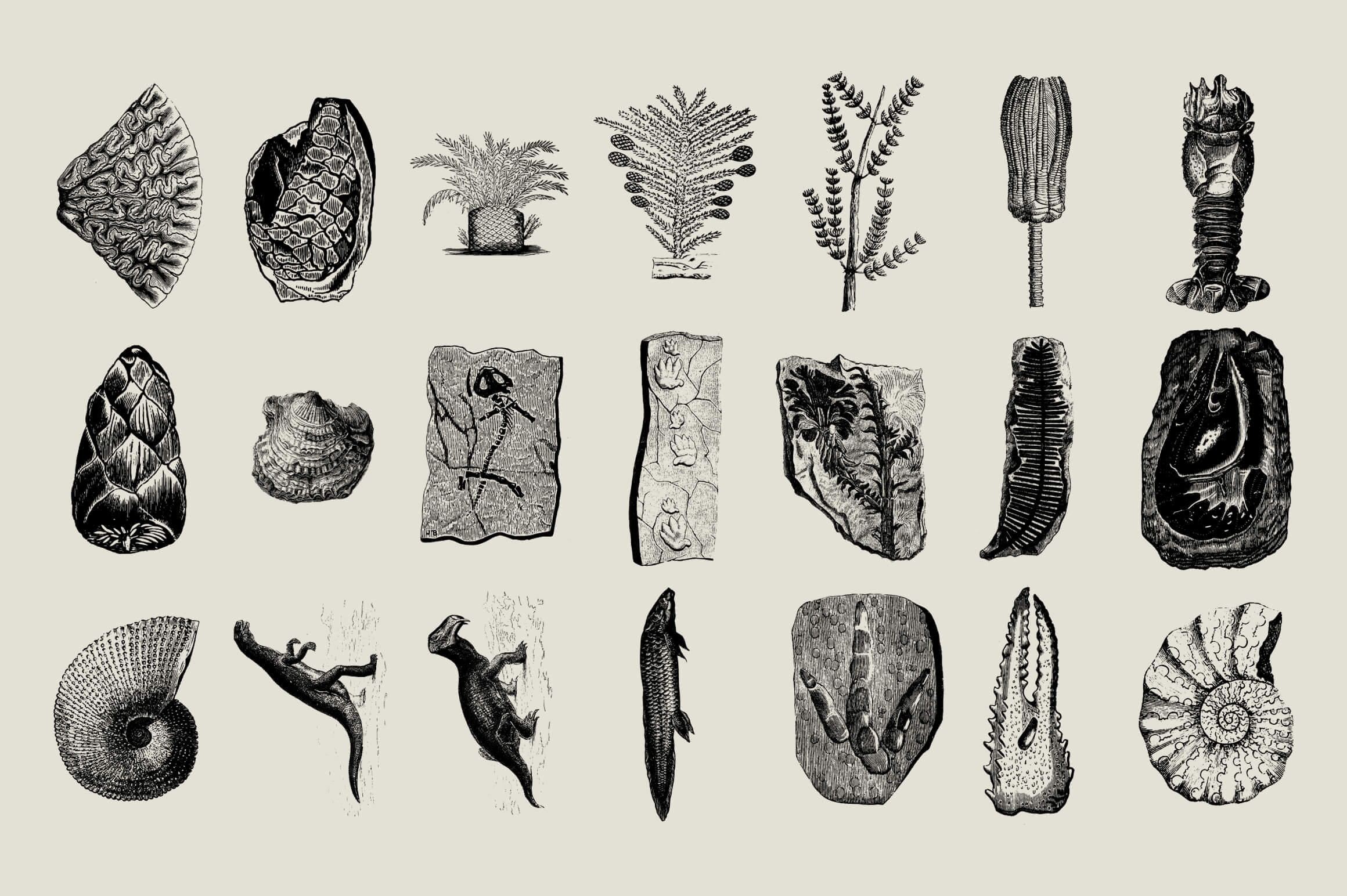 Dinosaurs and Fossils