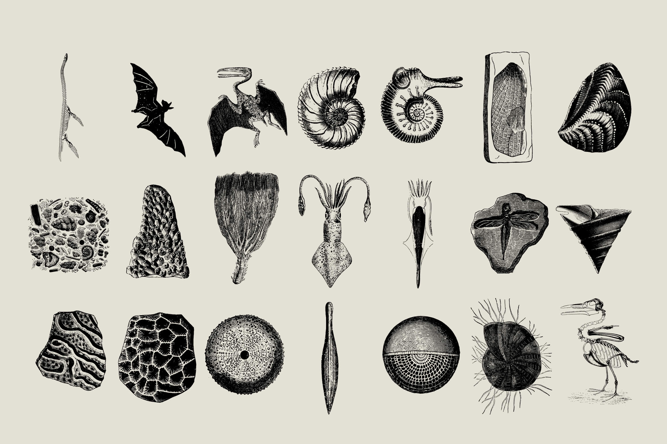 Dinosaurs and Fossils
